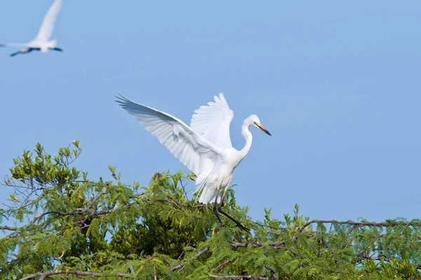 Beyaz balıkçıl, açık mavi gökyüzüne karşı uzun bir akasya ağacında oturur. Sri Lanka Milli Parkı