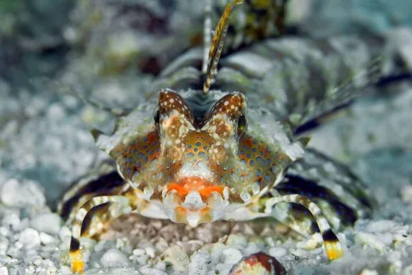 Fingered Dragonet Dactylopus Close Lying Sand Waiting Prey Underwater Macro — Stock Photo, Image