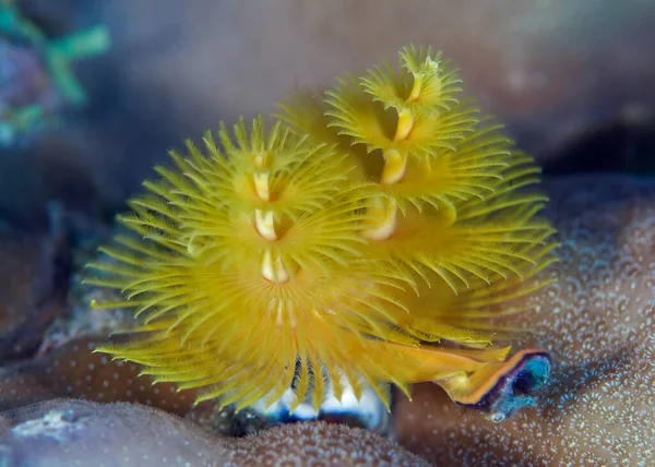 Sea Worm Spirobranchus Giganteus Underwater Flower Spreads Its Tentacles — Stock Photo, Image