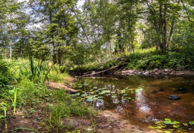 Eski, fazla büyümüş bir göleti olan yaz manzarası. Gölün kıyısında ağaçlar, çalılar, çeşitli otlar ve Lily 'nin suda yüzen yaprakları var. Valdai Milli Parkı.