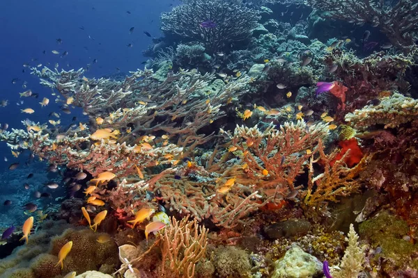 Ryby Tropikalne Pływają Nad Koralowcami Duży Twardy Koralowiec Jest Domem — Zdjęcie stockowe