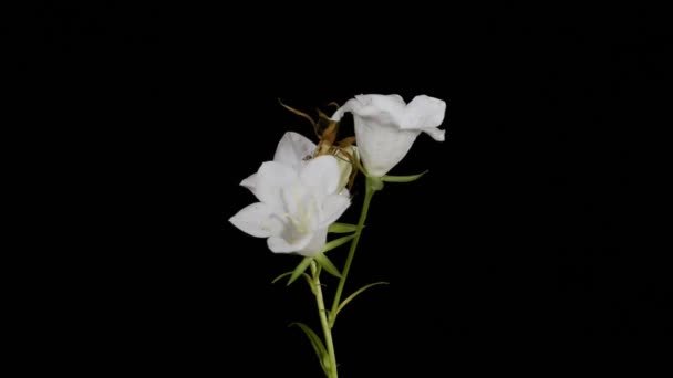 Flores Campanas Blancas Aisladas Sobre Fondo Negro Girar — Vídeos de Stock