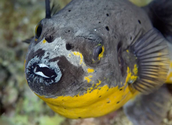 Close-up of the mouth of a masked puffer (Arothron diadematus) from the family Tetraodontidae.  The fish is grey above and bright yellow below. Philippines.