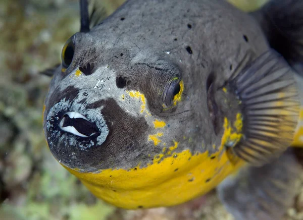 Close Mouth Masked Puffer Arothron Diadematus Family Tetraodontidae Fish Grey — Stock Photo, Image