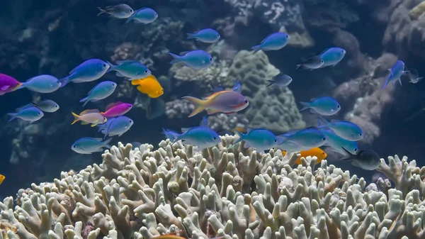 Pesci Tropicali Colorati Nuotano Sui Coralli Duri Fotografia Subacquea Filippine — Foto Stock