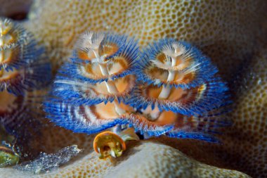 Deniz solucanı (Spirobranchus giganteus) dokunaçlarını açtığında sualtı çiçeğine benzer. Su altı fotoğrafçılığı. Filipinler.