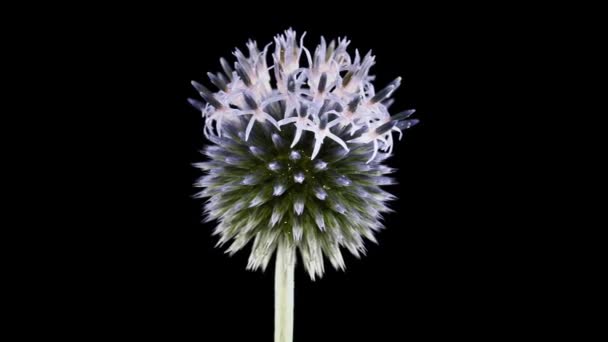 Eryngium Blomma Roterande Svart Bakgrund — Stockvideo