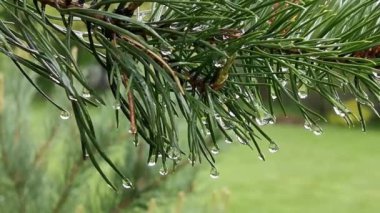 Çam dalı, iğnelerden dökülen yağmur damlalarıyla kaplıdır..