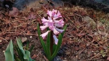 Bahçeye bahar geldi. Çiçek tarhında çiçek açan pembe sümbül. Gerçek zamanlı olarak. Küçük alan derinliği.