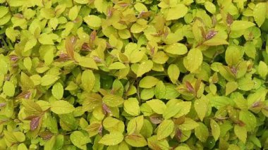 Spirea (Spiraea japonica 