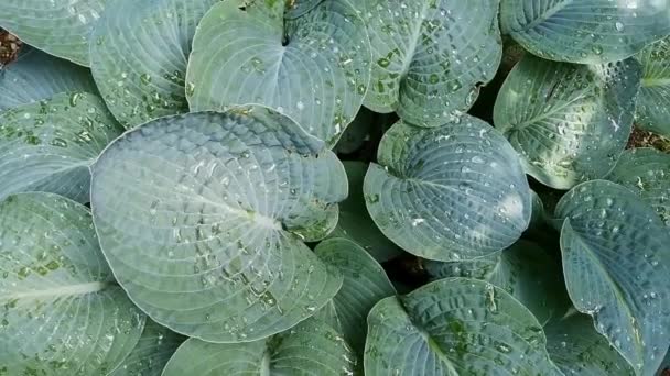 Caméra Déplace Cercle Dessus Des Feuilles Hosta Géant Recouvert Gouttes — Video