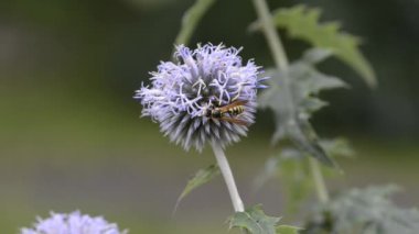 Eşek arısı mavi toplarda nektar toplar. Eringium 'un çiçekleri.