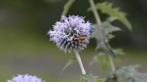 ワスプは青いボールの上に蜜を集める エリニウムの花 — ストック動画