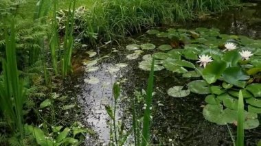Özel bahçeli yeşil gölet. Zambaklar sakin bir gölette yüzer.