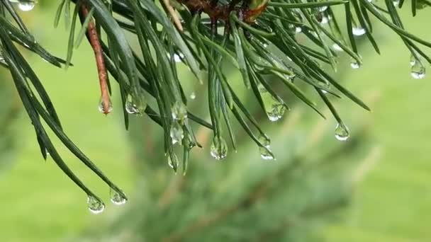 Ramo Pinho Oscila Vento Chuva Gotas Transparentes Correr Para Baixo — Vídeo de Stock