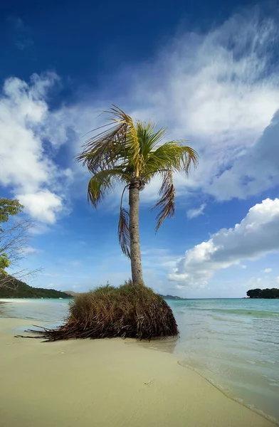 Ochtend Storm Werd Een Palmboom Weggeblazen Door Surf Het Strand — Stockfoto