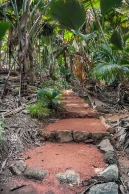 Palmiye ormanında taş patika. Güneş yere iyi batmıyor, bir sürü kuru yaprak var..