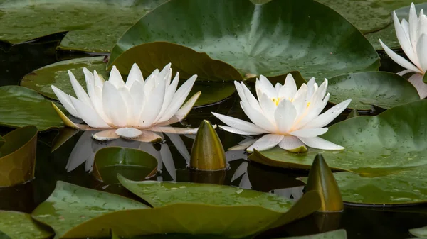 Two White Water Lilies Buds Large Leaves Floating Pond — Stock Photo, Image