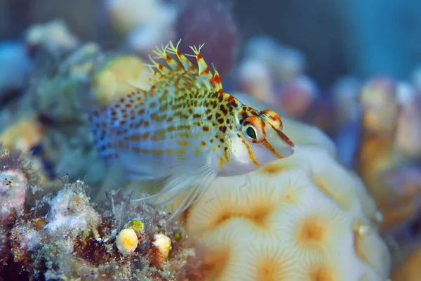 Dwarf Hawkfish Sits Coral Waiting Prey Underwater Photography Philippines — Stock Photo, Image