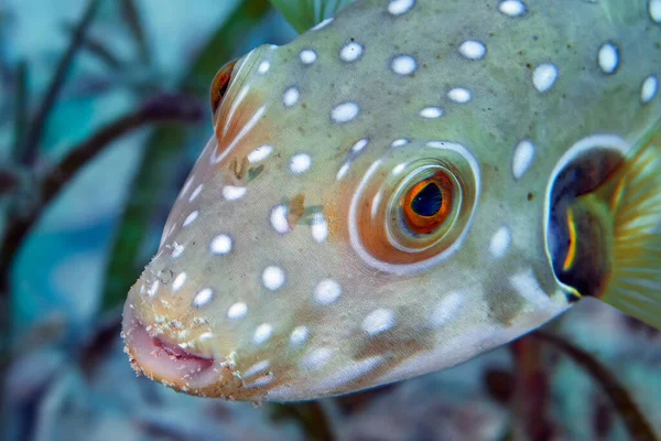 Close White Spotted Puffer Arothron Hispidus Philippines — Stock Photo, Image