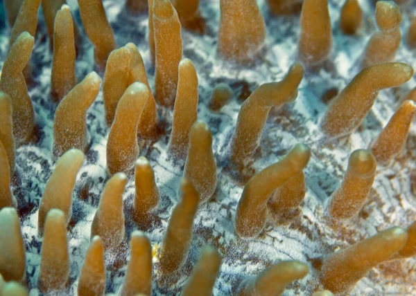 Xeniidae familyasının yumuşak mercanlarının dokunaçları. Makro kipi