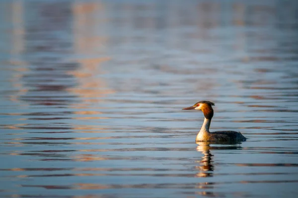 Большие Гребешки Podiceps Cristatus Плавающие Озере — стоковое фото