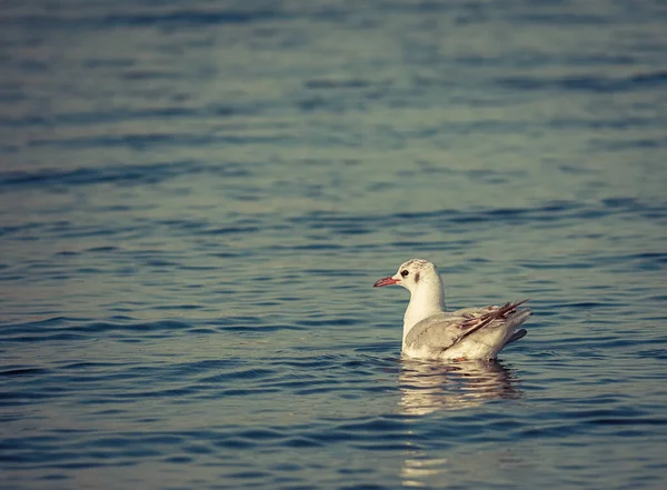 Seul Oiseau Mouette Isolé Nageant Sur Eau Regard Cinématographique Une — Photo