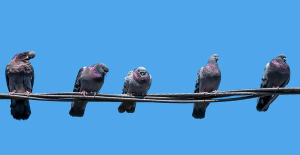Tauben Sitzen Auf Elektrischen Drähten Oder Kabeln Wilde Taube Columba — Stockfoto
