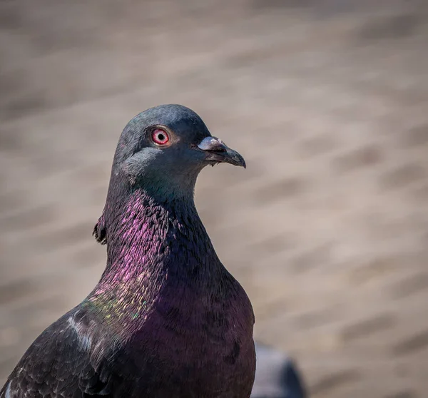 Close Wit Feral Pigeon Columba Livia Domestica — Stock Photo, Image
