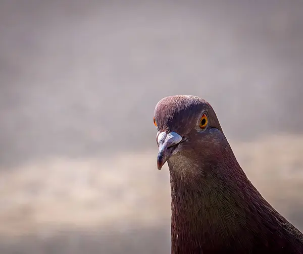 Close Pombo Selvagem Columba Livia Domestica Pomba Cidade Com Coloração — Fotografia de Stock