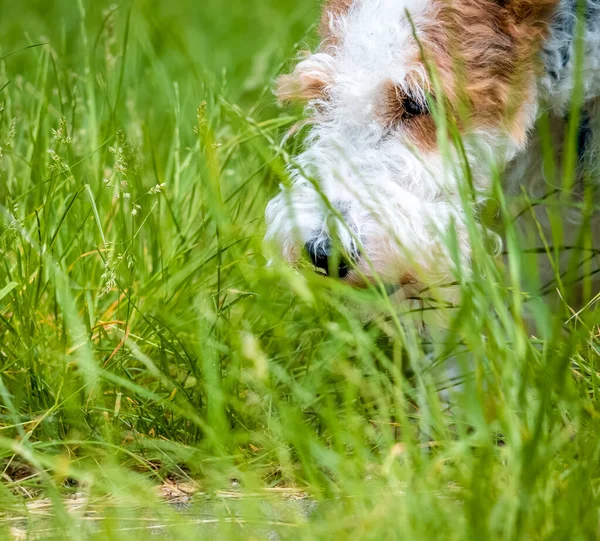 Gros Plan Chien Terrier Renard Mignon Entre Les Lames Herbe — Photo