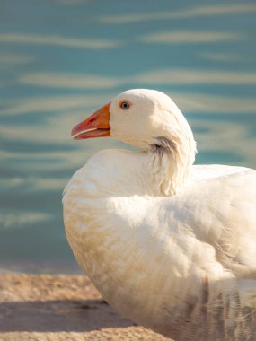 Bir Kaz Kuşu ile yaklaş. Beyaz bir kazın portresi.