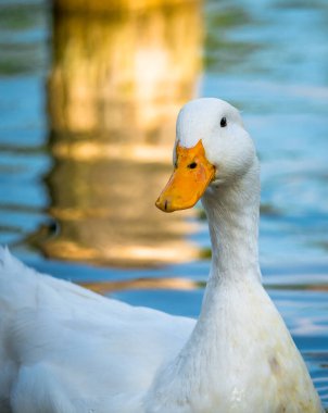 Bir Kaz Kuşu ile yaklaş. Beyaz bir kazın portresi.
