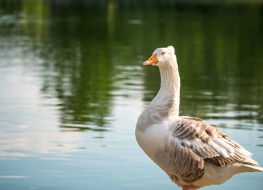 Bir Kaz Kuşu ile yaklaş. Beyaz bir kazın portresi.