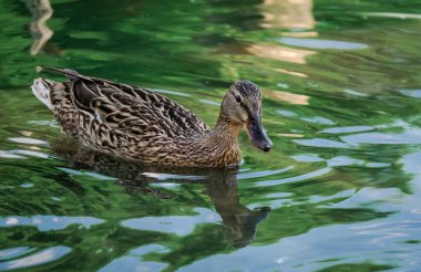 Mallard ördeği gölde yüzüyor..