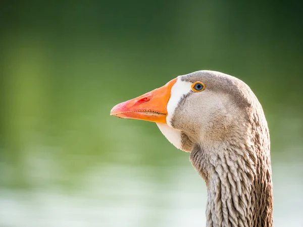 Zblízka Husím Ptákem Portrét Šedé Husy — Stock fotografie