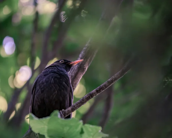 Siedzący Ommon Blackbird Turdus Merula Gałęzi Drzewie — Zdjęcie stockowe