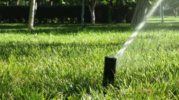洒水者在行动中浇灌或浇灌公园的草坪 — 图库视频影像