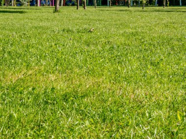 Doğal yeşil çimen dokusu. Çocuk Dünyası Parkı 'nda bahar çimenleri. Bükreş 'te.