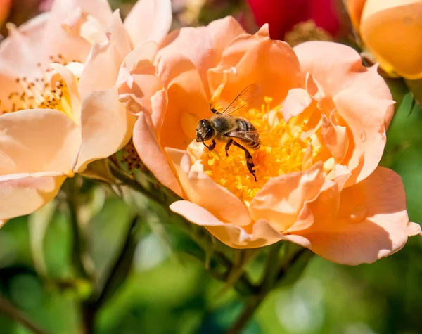 Abeille Miel Recueillant Pollen Une Rose Jaune Orangée Abeille Pollinisant — Photo