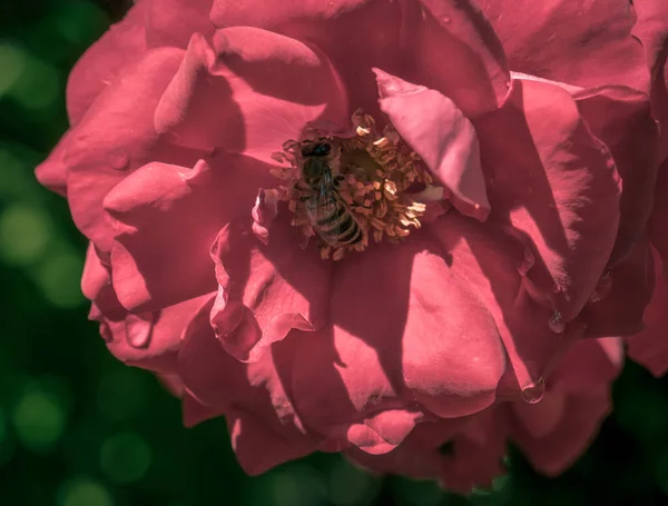 Abeille Miel Recueillant Pollen Une Rose Rose Rouge Abeille Pollinisant — Photo