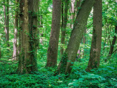 Romanya 'nın Bükreş kenti yakınlarındaki Baneasa ormanı. Bahar ya da yaz aylarında taze yeşil orman manzarası.