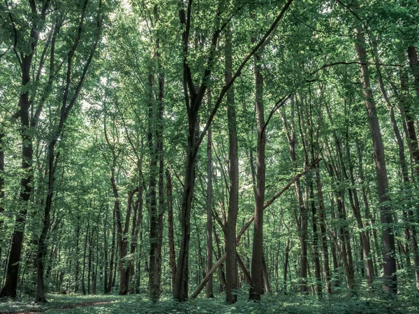 Bosque Baneasa Cerca Bucarest Rumania Primavera Verano Verde Oscuro Bosque — Foto de Stock