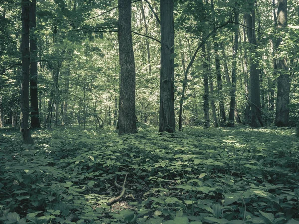 Baneasa Wald Der Nähe Von Bukarest Rumänien Frühling Sommer Dunkelgrüne — Stockfoto