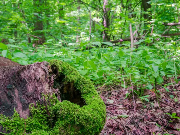 Tronco Árbol Bosque Cubierto Musgo Verde Fresco Bosque Baneasa Cerca — Foto de Stock