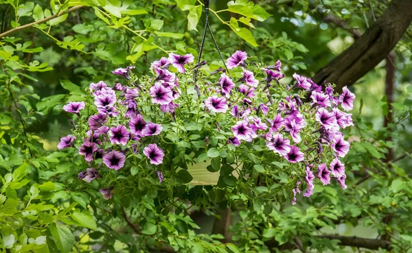 Flower Pot Vase Small Purple Flowers Hanging — Stock Photo, Image