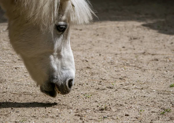 Pony Blanco Caballo Pequeño Equus Ferus Caballus Buscando Comida Suelo — Foto de Stock