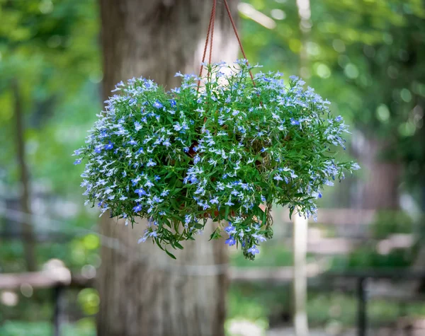Pot Vase Fleurs Avec Petites Fleurs Bleues Suspendues — Photo