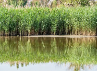 Bükreş-Romanya 'da yer alan Vacaresti Park Doğa Koruma Alanında, suya yansıyan yüksek çim sazlıkları.,