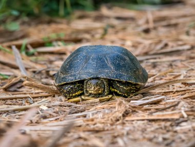 Bükreş - Romanya 'da yer alan Vacaresti Park Doğa Koruma Alanındaki Avrupa Gölet Kaplumbağası (Emys orbicularis) ile yakın çekim.